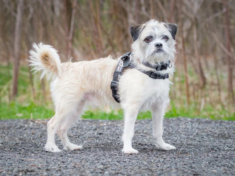 Prince, a ADOPTABLE mixed breed in Pointe-Fortune, QC image 3/4