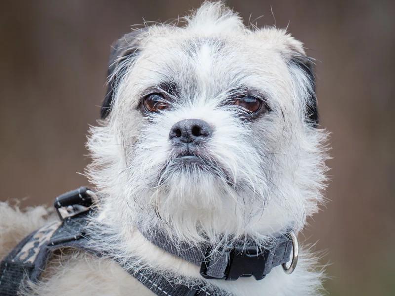 Prince, ADOPTABLE, Young Male Pug & Shih Tzu.