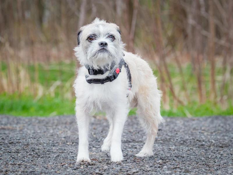 Prince, a ADOPTABLE mixed breed in Pointe-Fortune, QC image 2/4