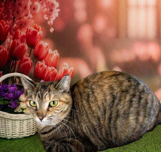 Enlarge Alice, a Adoptable Domestic Short Hair in Lapeer, MI image 3/3