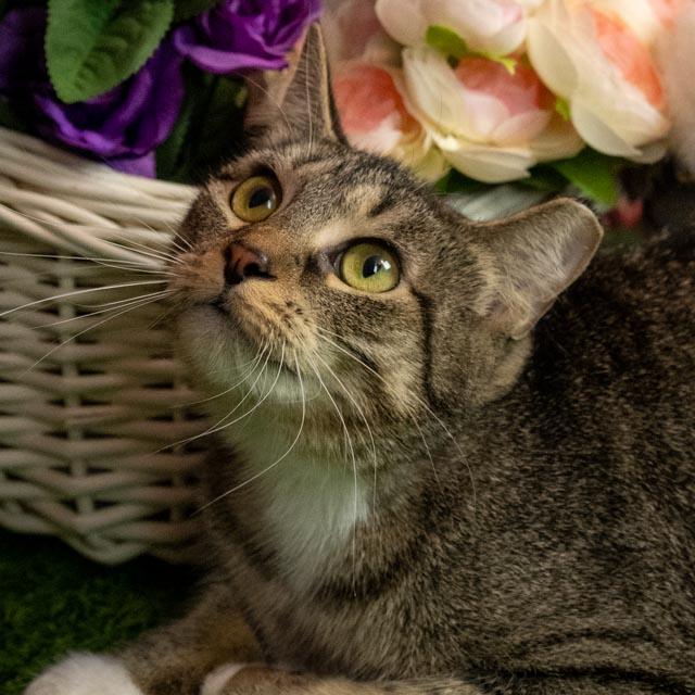Enlarge Alice & Thomasina, a Adoptable Domestic Short Hair in Lapeer, MI image 4/6