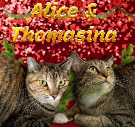 Alice, Adoptable, Adult Female Domestic Short Hair.