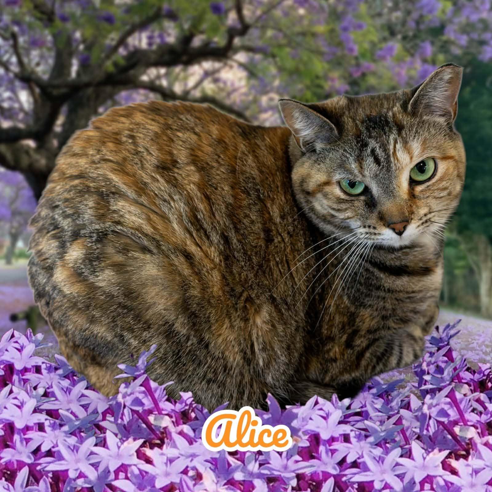 Enlarge Alice, a Adoptable Domestic Short Hair in Lapeer, MI image 4/5