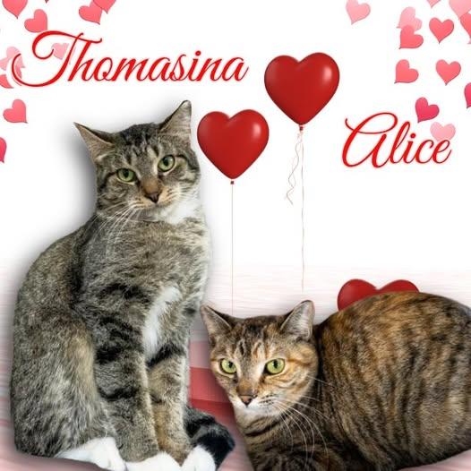 Enlarge Alice, a Adoptable Domestic Short Hair in Lapeer, MI image 3/3