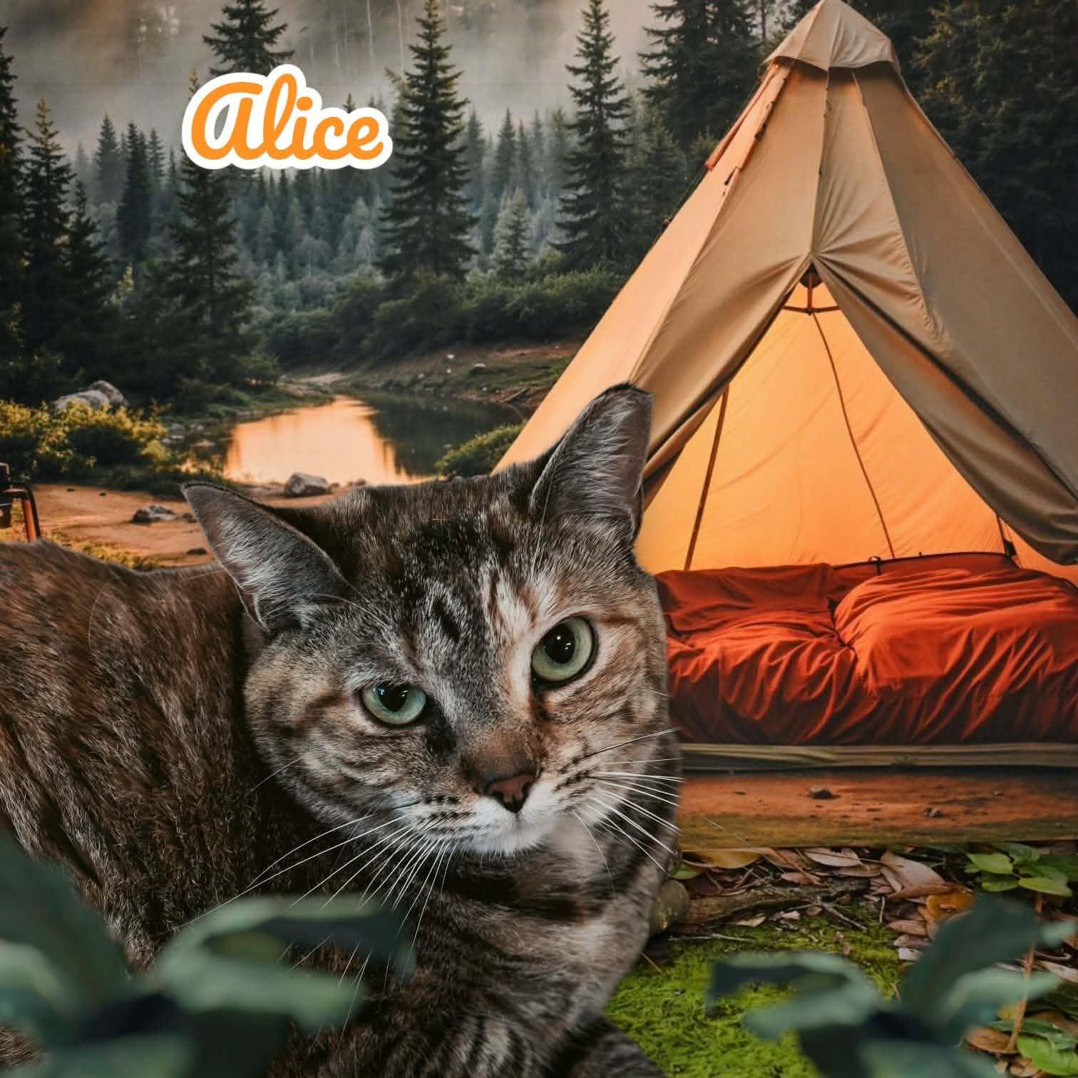 Enlarge Alice, a Adoptable Domestic Short Hair in Lapeer, MI image 1/5