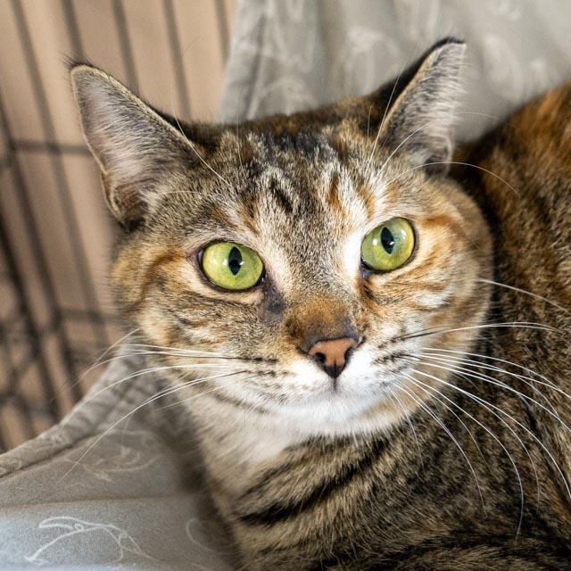 Alice, Adoptable, Adult Female Domestic Short Hair.