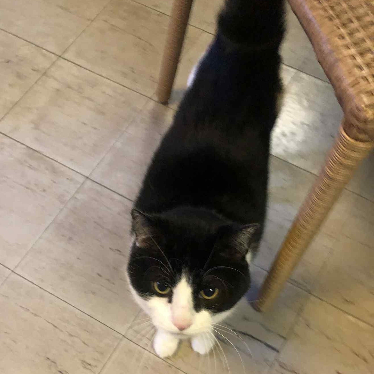 Enlarge Carl, a ADOPTABLE Domestic Short Hair in Fulton, NY image 5/6