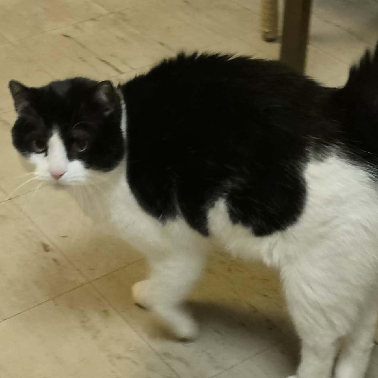 Enlarge Carl, a ADOPTABLE Domestic Short Hair in Fulton, NY image 3/6