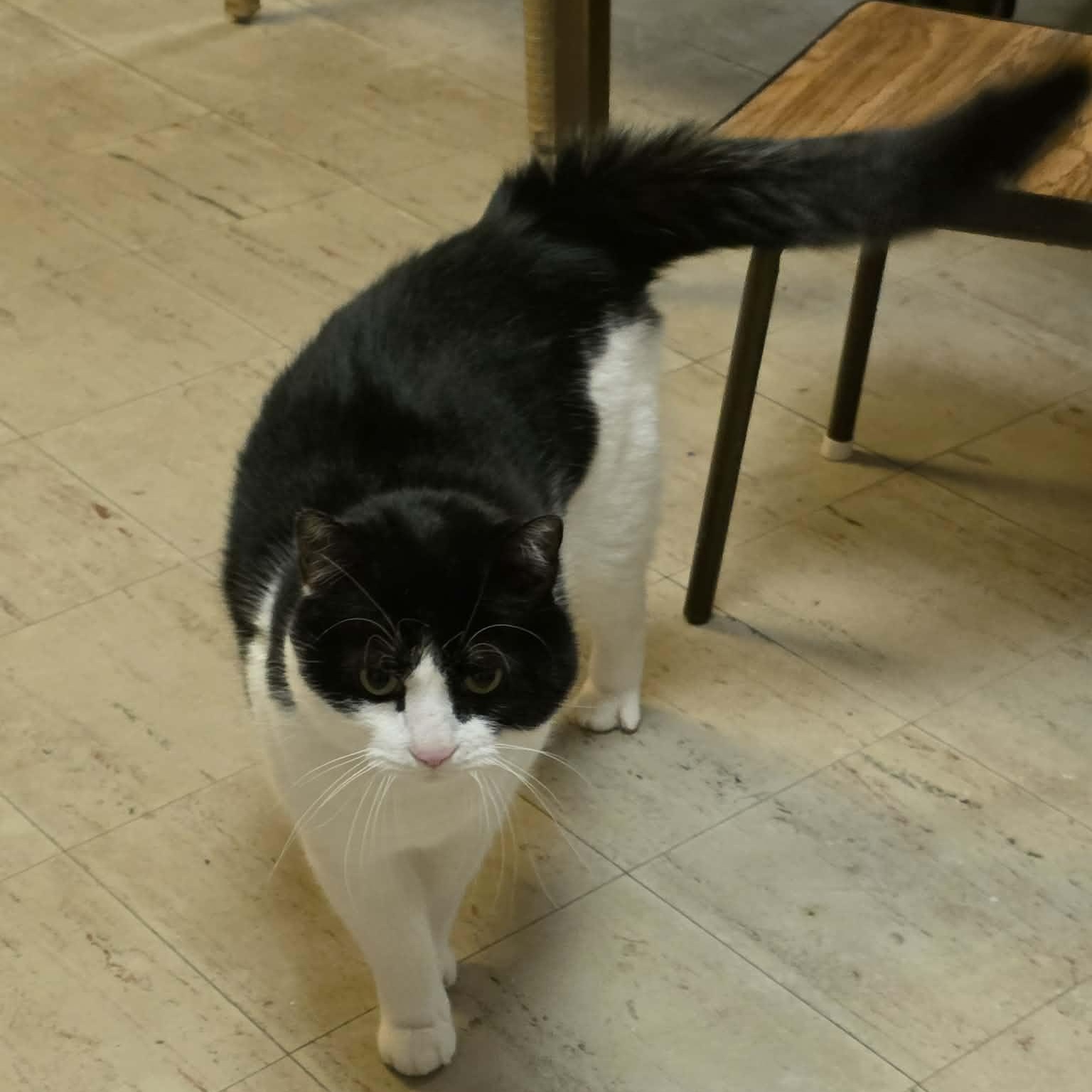 Enlarge Carl, a ADOPTABLE Domestic Short Hair in Fulton, NY image 4/6