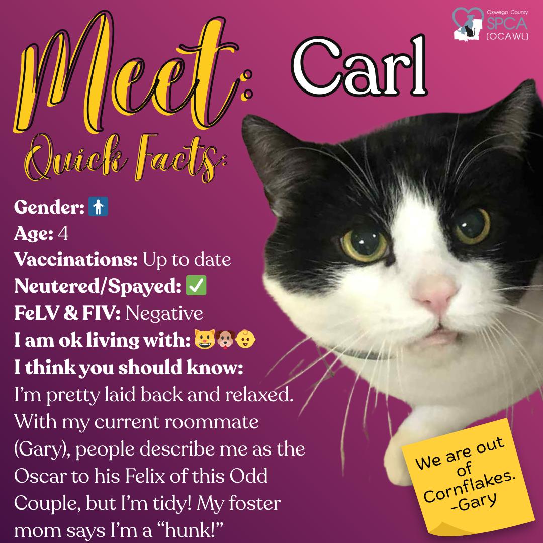 Enlarge Carl, a ADOPTABLE Domestic Short Hair in Fulton, NY image 1/6
