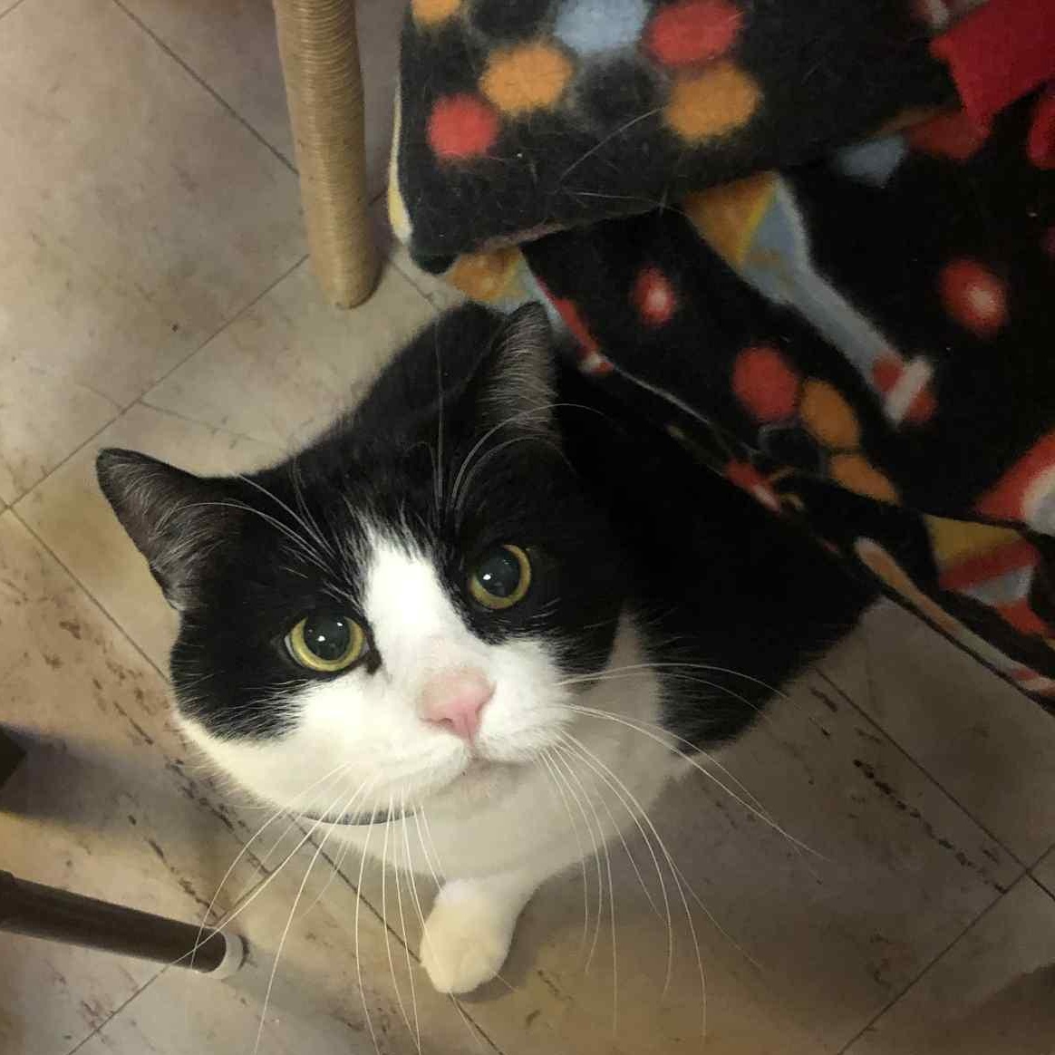 Enlarge Carl, a ADOPTABLE Domestic Short Hair in Fulton, NY image 6/6