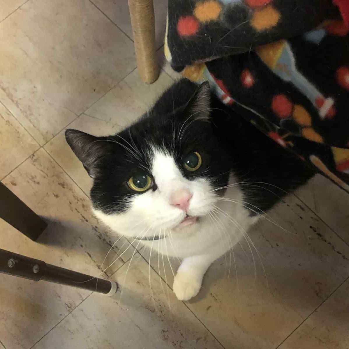 Enlarge Carl, a ADOPTABLE Domestic Short Hair in Fulton, NY image 2/6