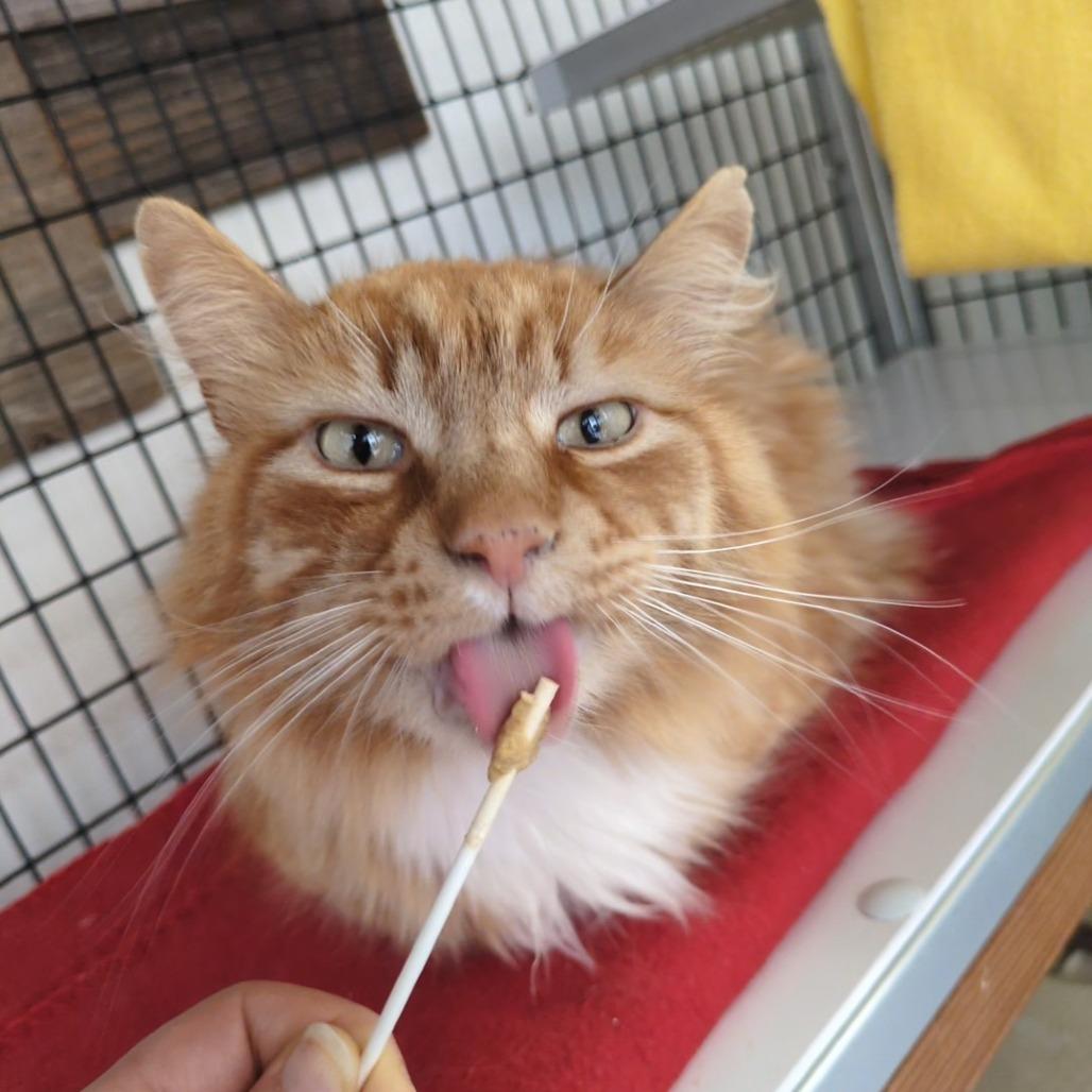 Enlarge Mango (bonded with Panther), a Adoptable Domestic Medium Hair in Santa Rosa, CA image 2/6