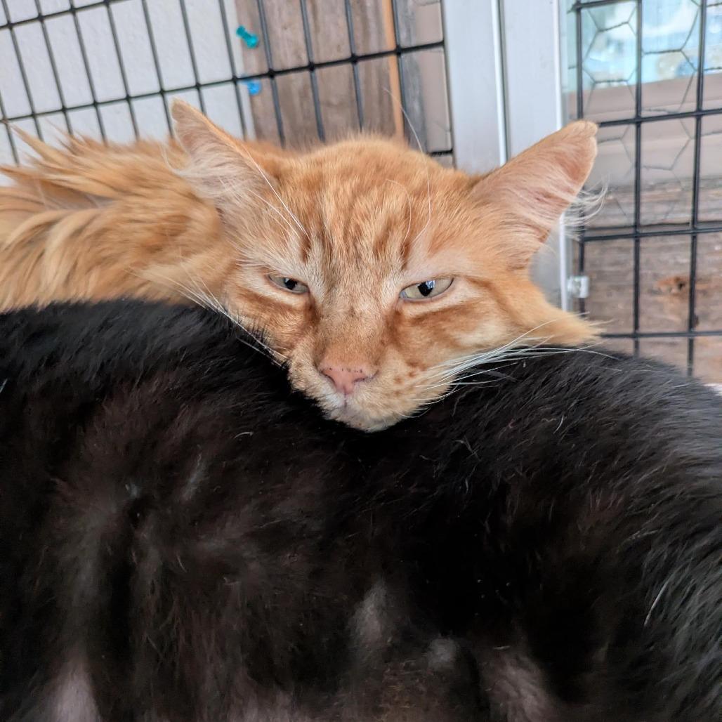 Enlarge Mango (bonded with Panther), a Adoptable Domestic Medium Hair in Santa Rosa, CA image 3/6