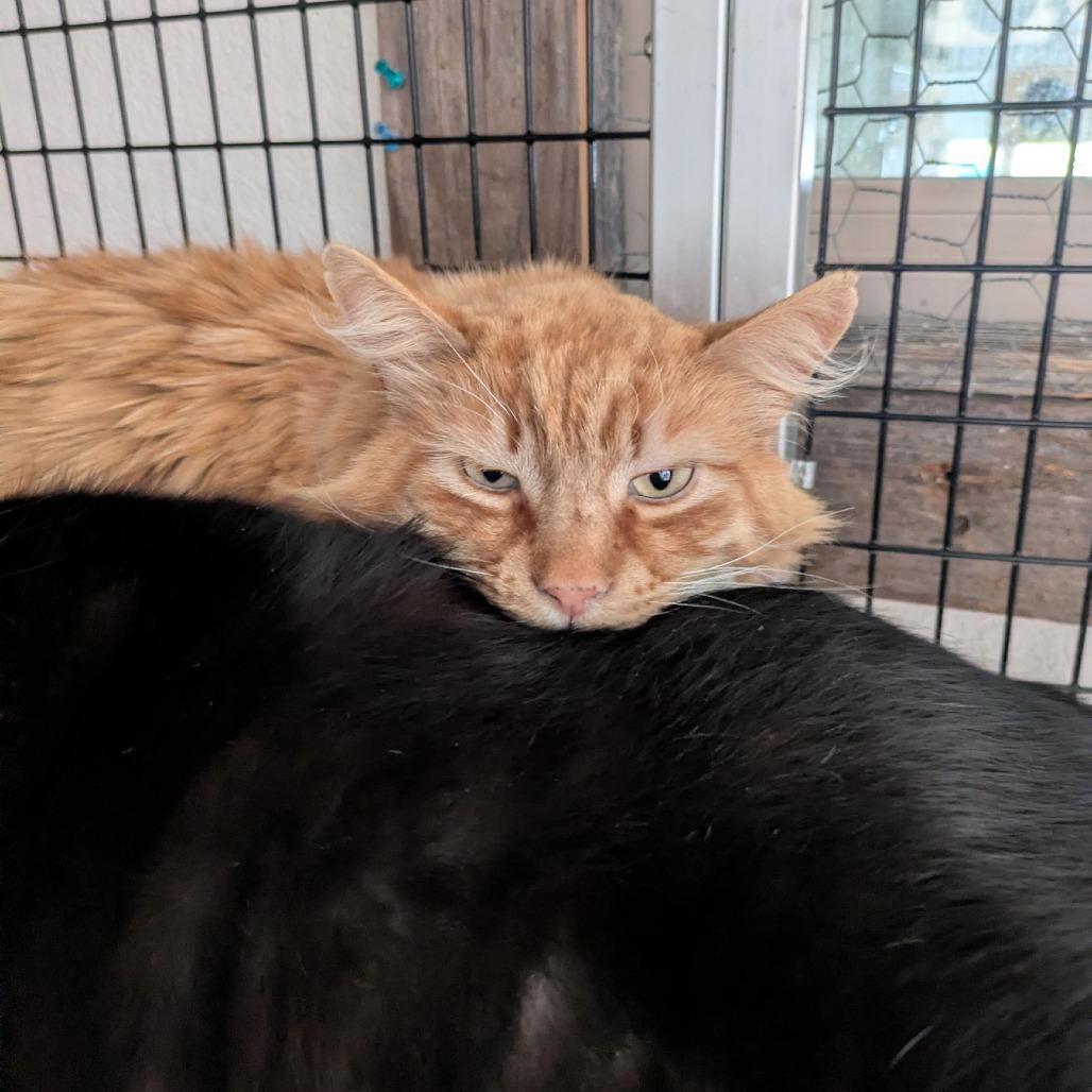 Enlarge Mango (bonded with Panther), a Adoptable Domestic Medium Hair in Santa Rosa, CA image 4/6