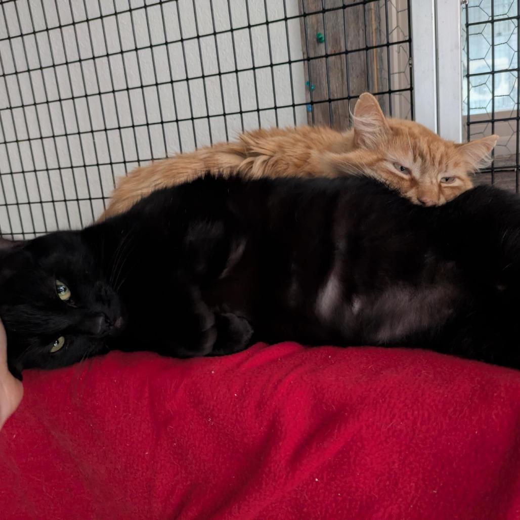 Enlarge Mango (bonded with Panther), a Adoptable Domestic Medium Hair in Santa Rosa, CA image 5/6