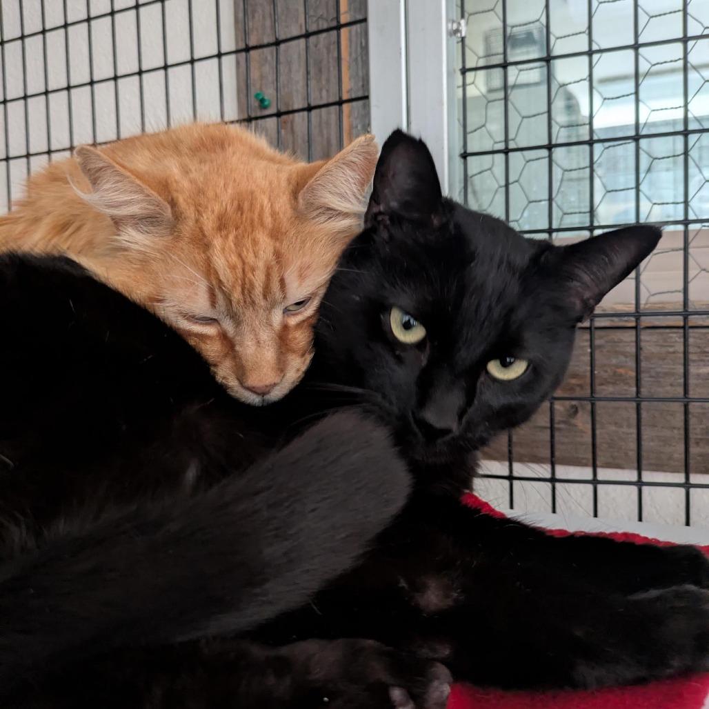 Enlarge Mango (bonded with Panther), a Adoptable Domestic Medium Hair in Santa Rosa, CA image 6/6