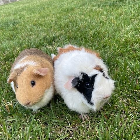 Sugar and Spice