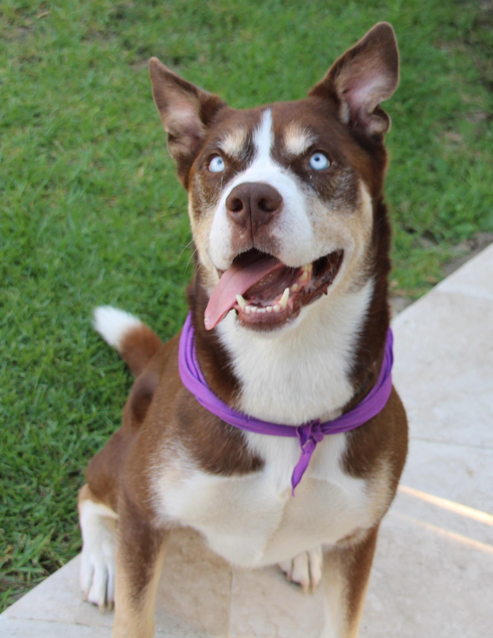 Enlarge Rio, a Adoptable Shepherd in Long Beach, CA image 2/6