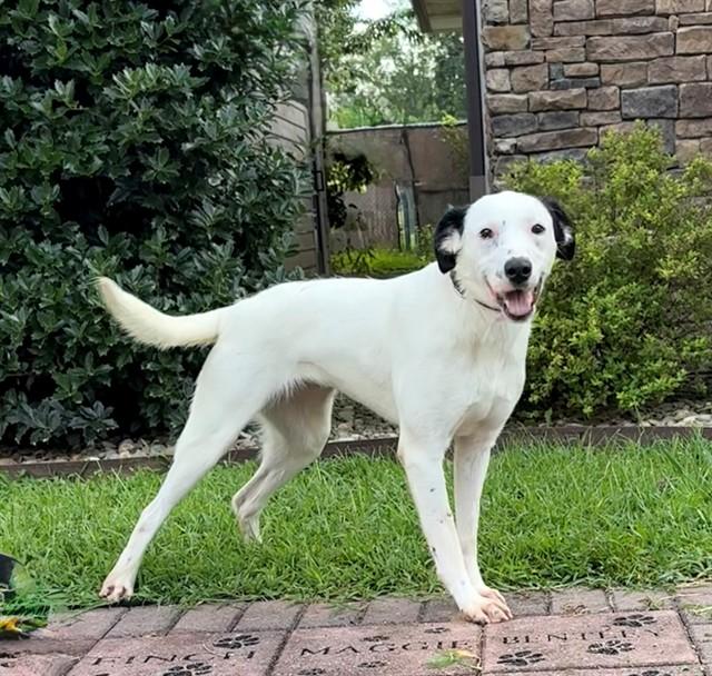 BABY SKULLY, Adoptable, Young Female Labrador Retriever & Pointer.