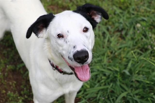 Enlarge BABY SKULLY, a Adoptable mixed breed in Cookeville, TN image 1/1