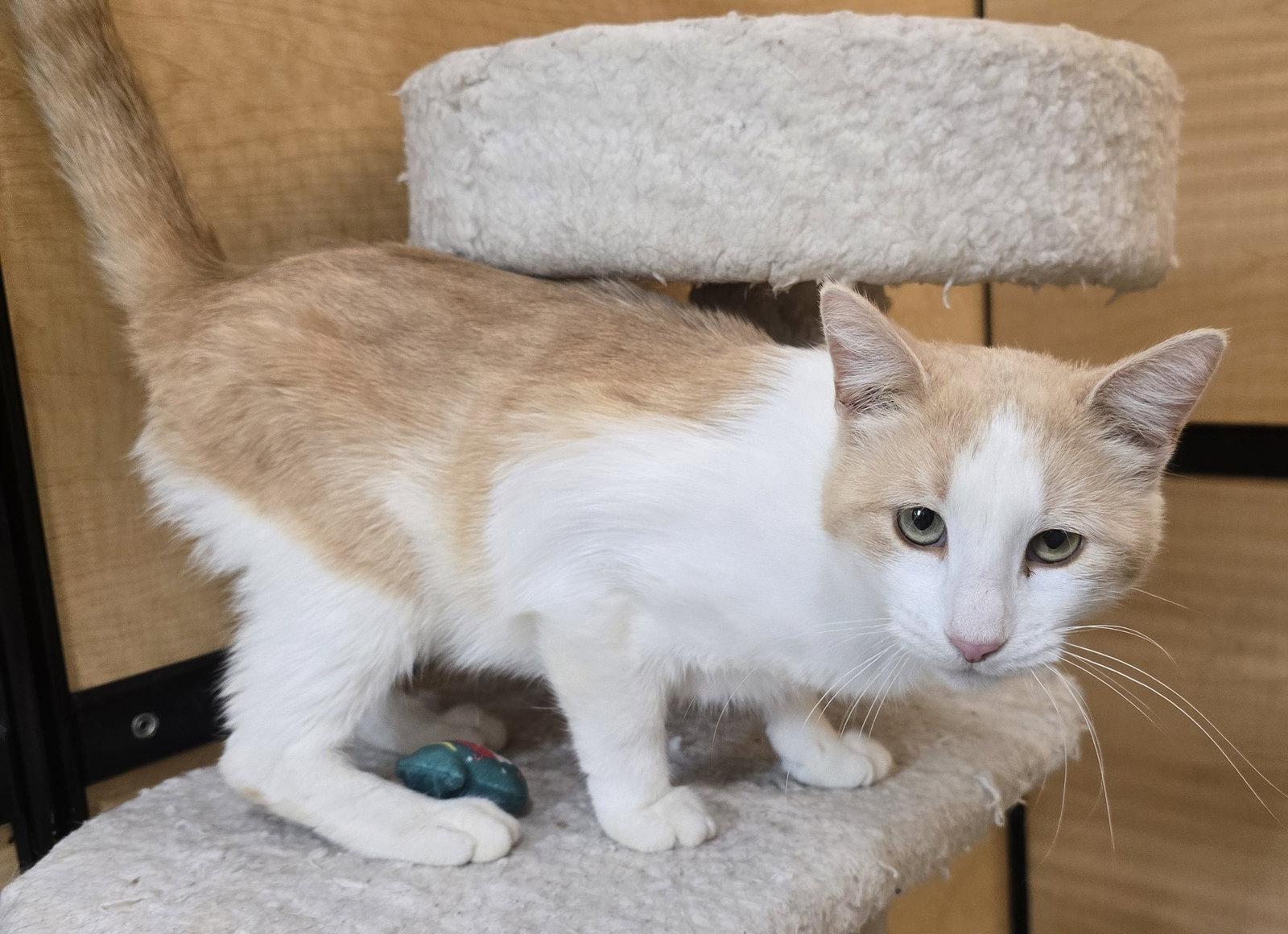 Enlarge Oz, a Adoptable Domestic Short Hair in Rowlett, TX image 1/3