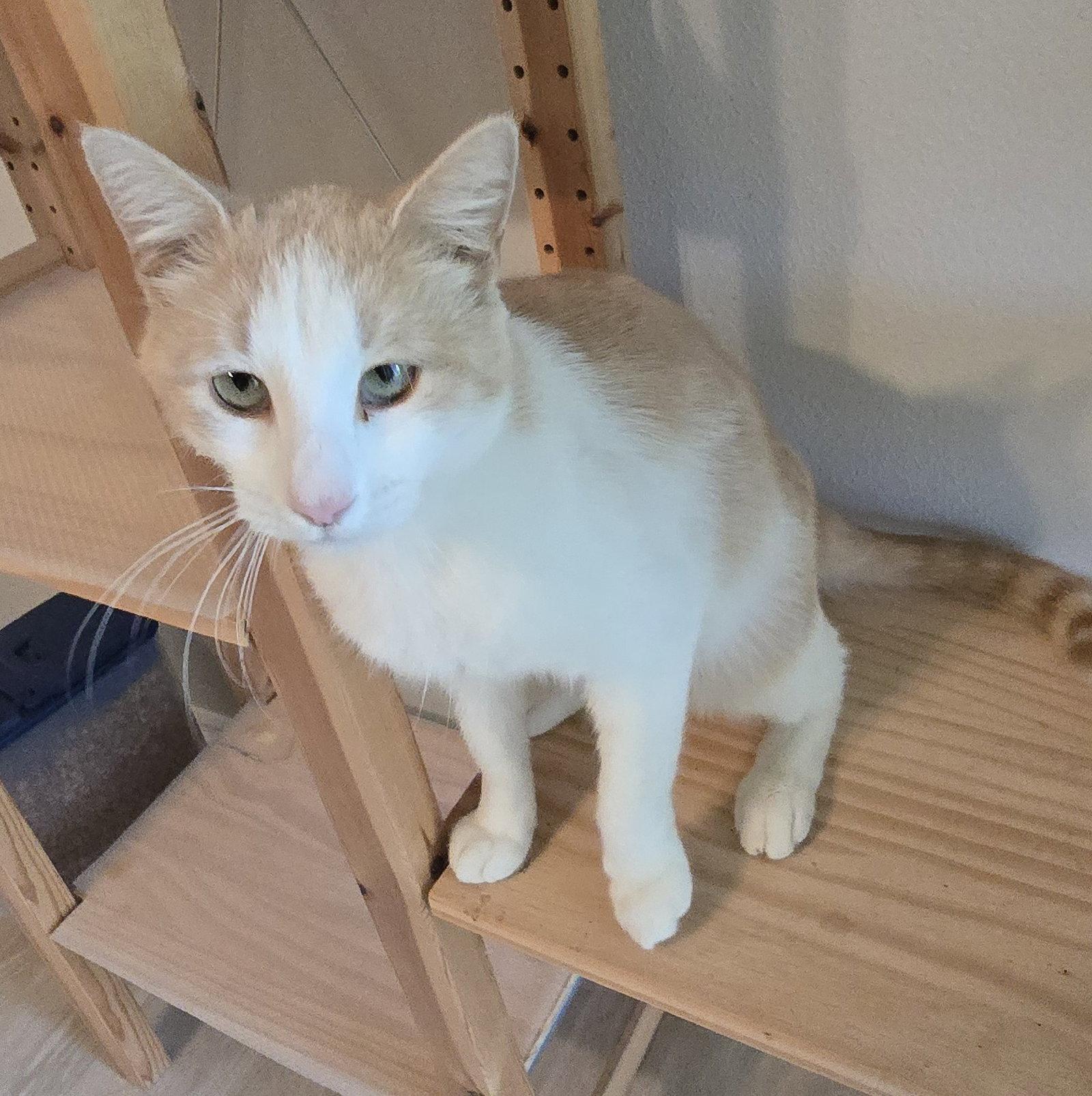 Enlarge Oz, a Adoptable Domestic Short Hair in Rowlett, TX image 2/3