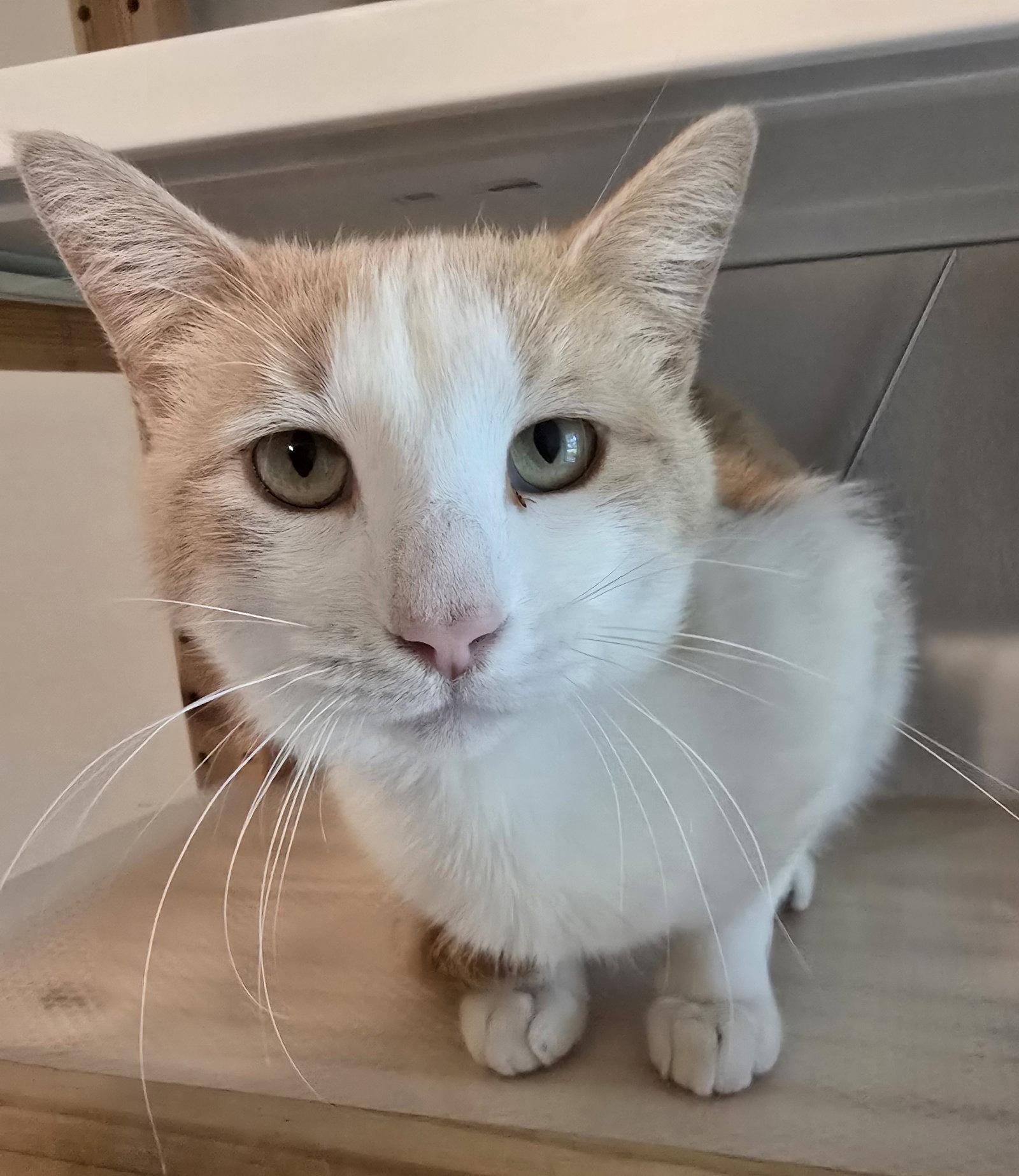 Enlarge Oz, a Adoptable Domestic Short Hair in Rowlett, TX image 3/3