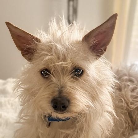 Legs, Adoptable, Adult Male Mixed Breed.