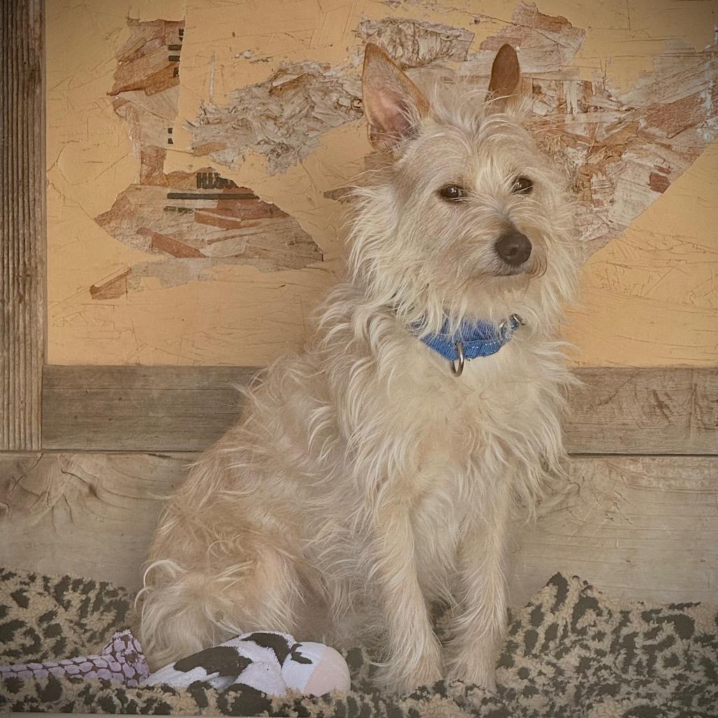 Enlarge Legs, a Adoptable Mixed Breed in Redwood Valley, CA image 4/6