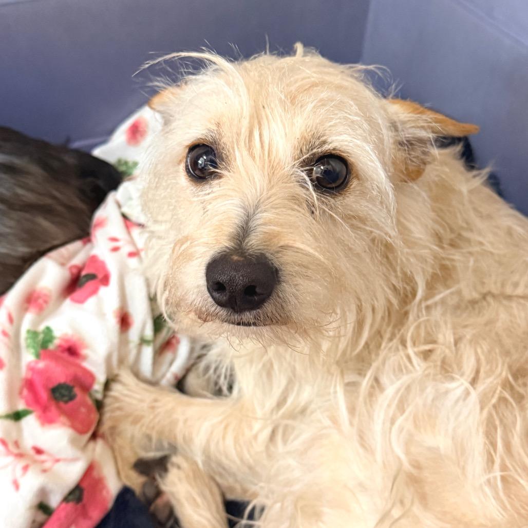 Enlarge Legs, a Adoptable Mixed Breed in Redwood Valley, CA image 5/6