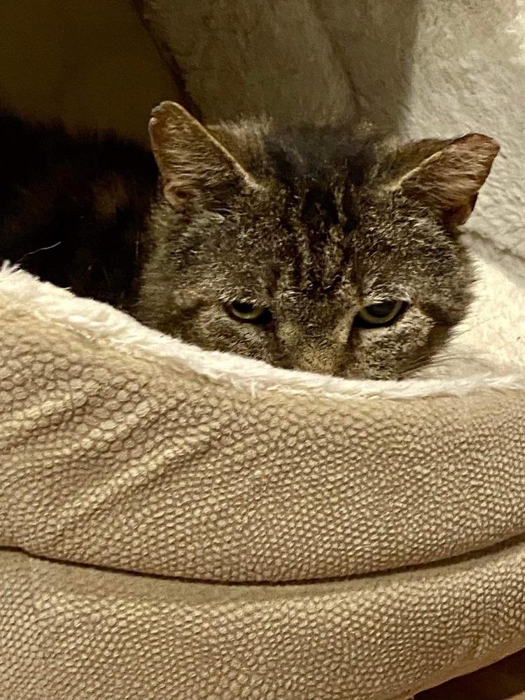 Axl, Adoptable, Adult Male Domestic Short Hair.