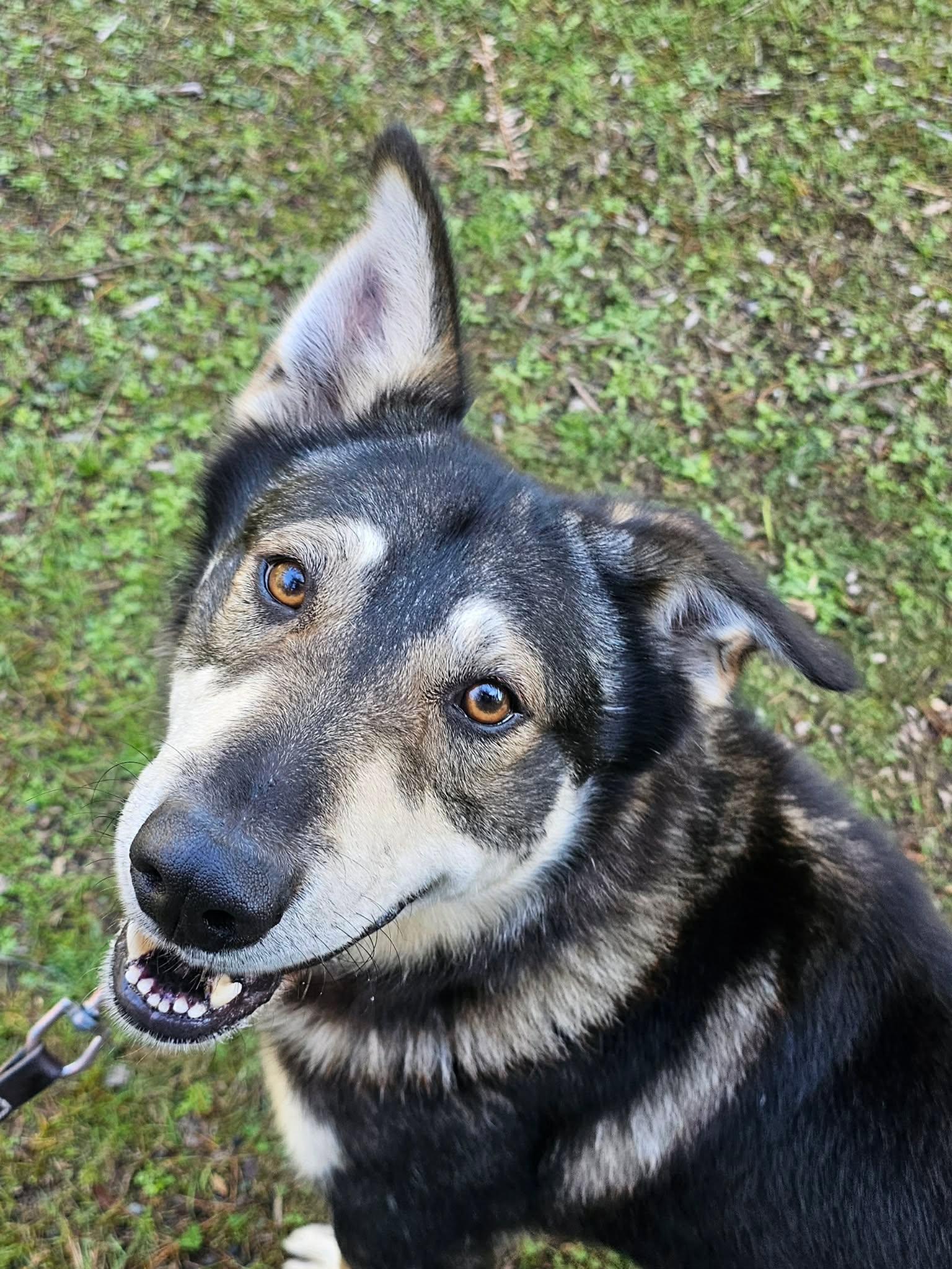 Enlarge Shiloh, a Adoptable mixed breed in Crescent city, CA image 1/6