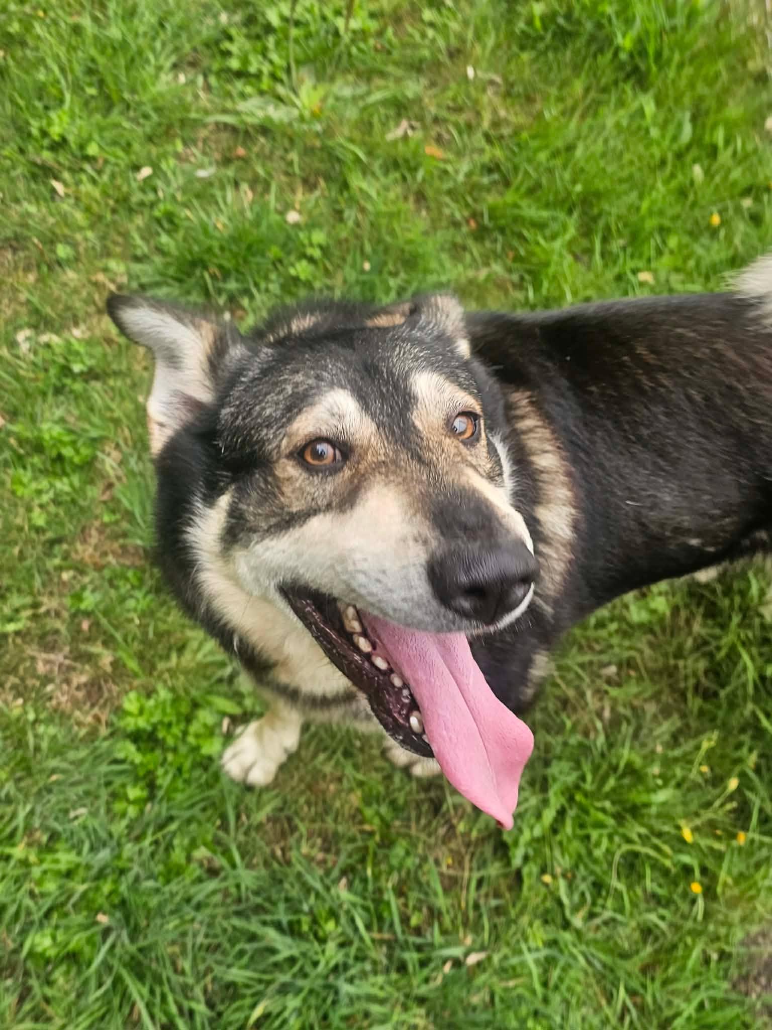 Enlarge Shiloh, a Adoptable mixed breed in Crescent city, CA image 4/6