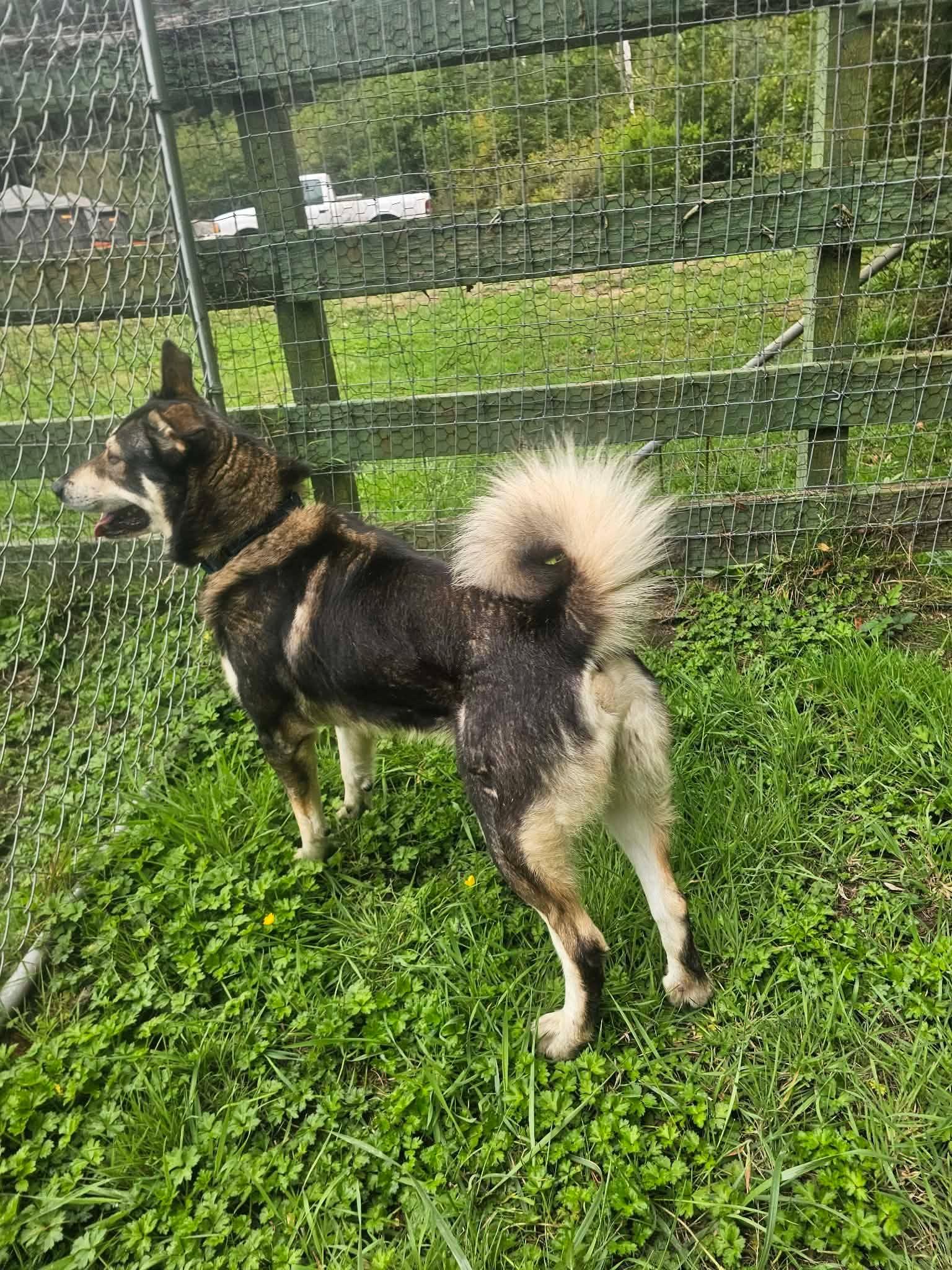 Enlarge Shiloh, a Adoptable mixed breed in Crescent city, CA image 5/6