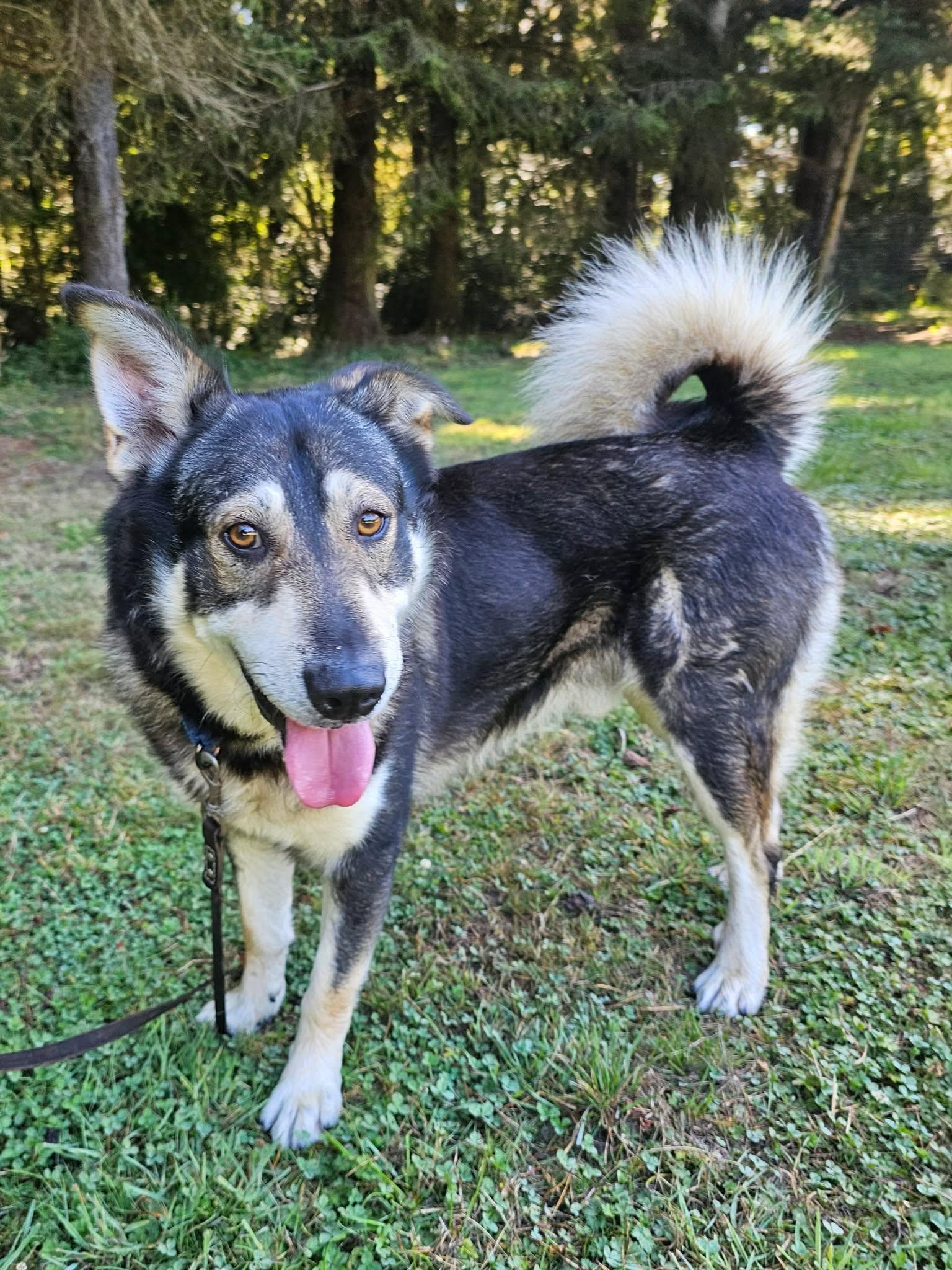 Enlarge Shiloh, a Adoptable mixed breed in Crescent city, CA image 2/6