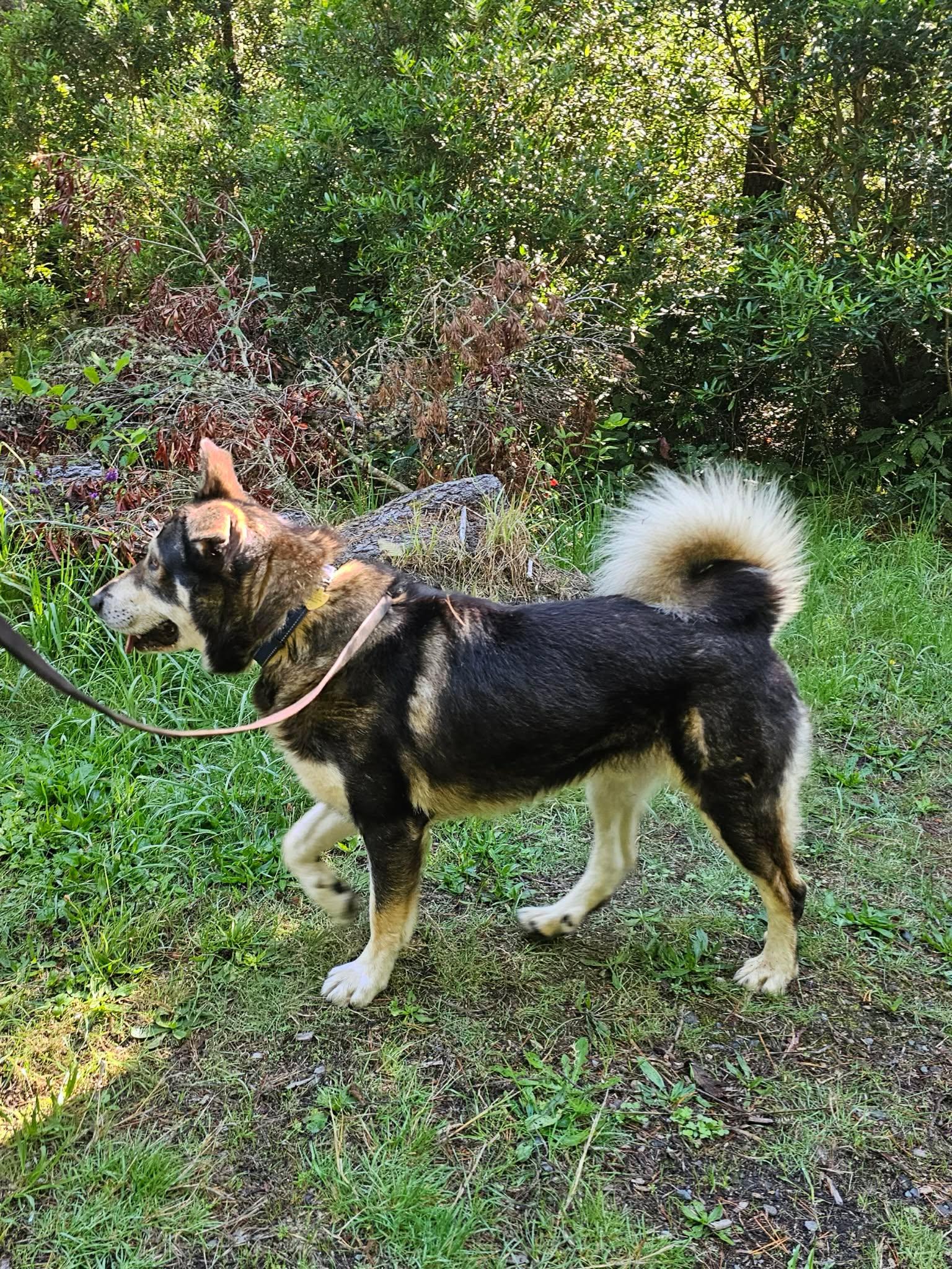 Enlarge Shiloh, a Adoptable mixed breed in Crescent city, CA image 3/6