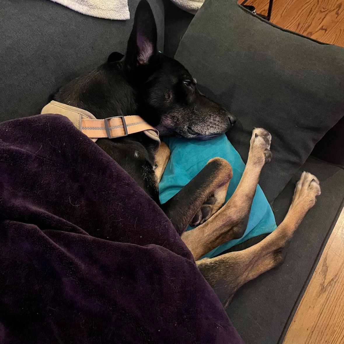 Sigmond, Adult Male German Shepherd Dog