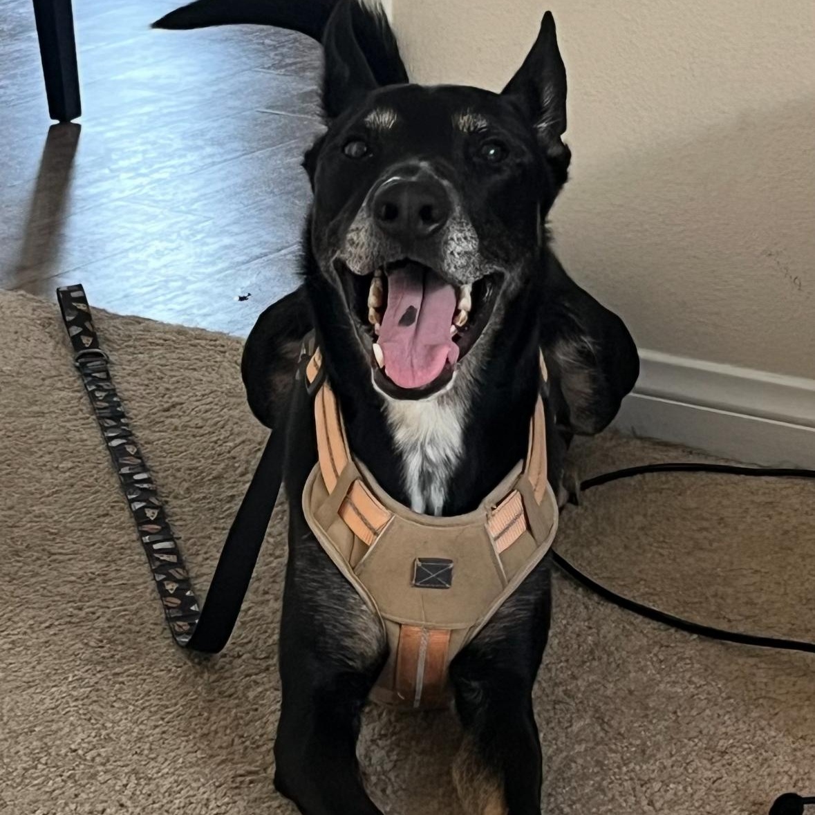 Sigmond, a Adoptable mixed breed in Hayward, CA image 2/6