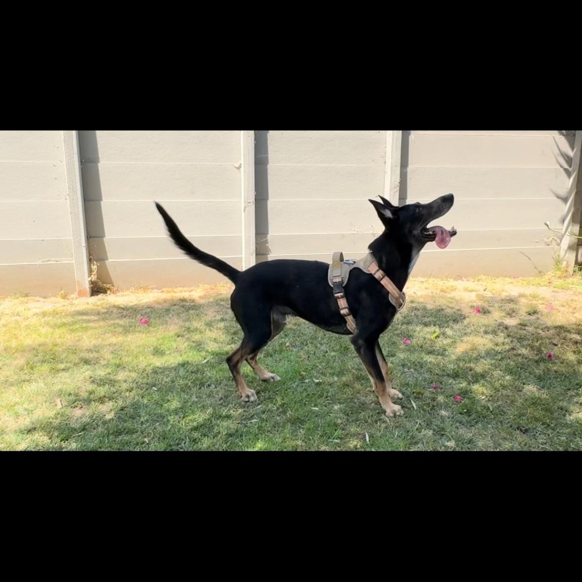 Sigmond, Adoptable, Adult Male German Shepherd Dog & Australian Kelpie.