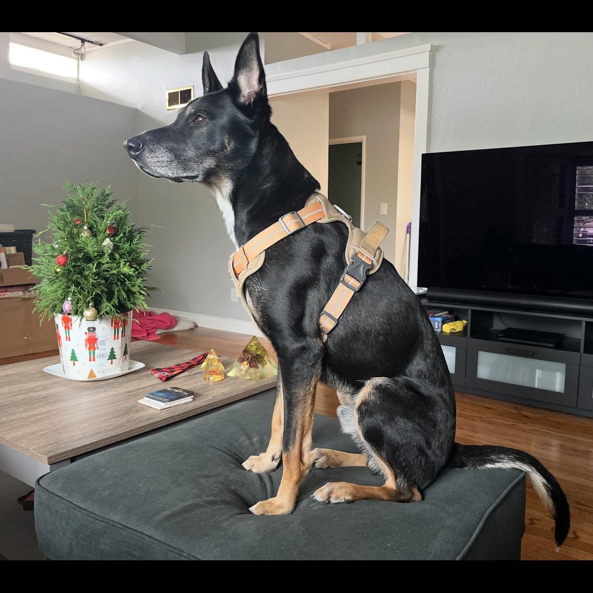 Sigmond, a Adoptable mixed breed in Hayward, CA image 4/6