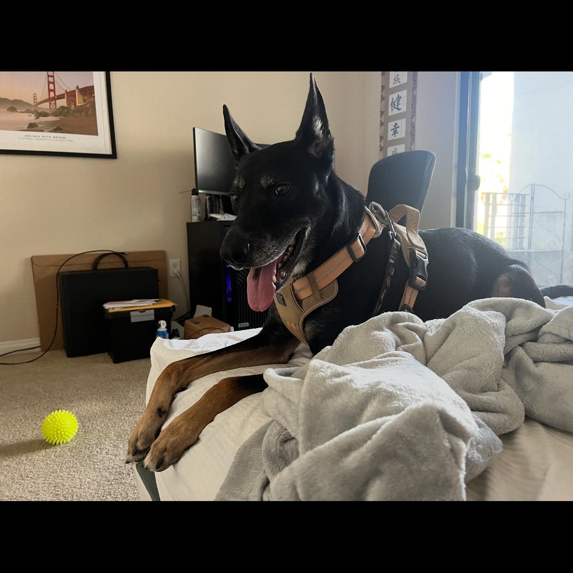 Sigmond, a Adoptable mixed breed in Hayward, CA image 5/6