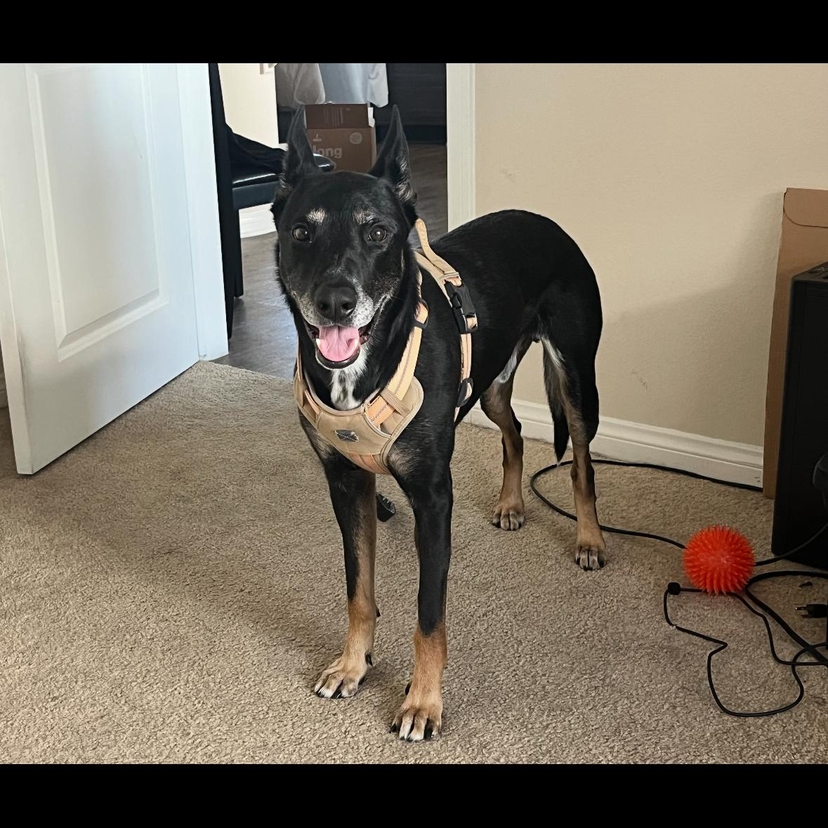 Sigmond, a Adoptable mixed breed in Hayward, CA image 6/6