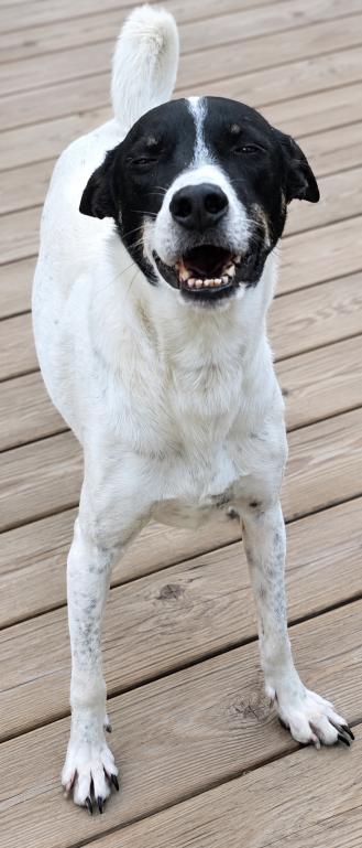 Flacko, a Adoptable mixed breed in Grand Rapids, MI image 1/6