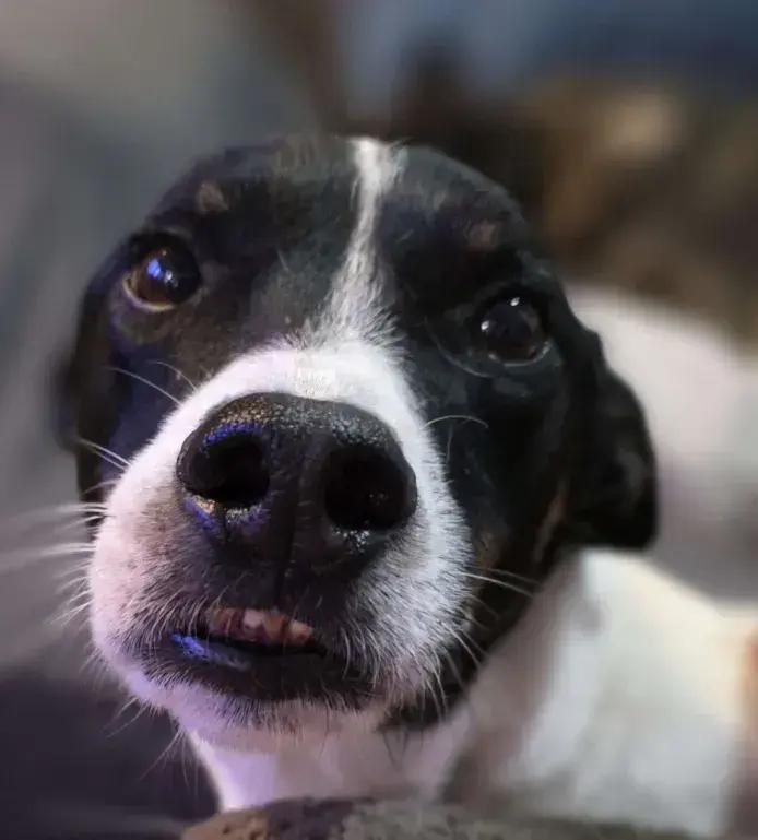Flacko, a Adoptable mixed breed in Grand Rapids, MI image 2/6