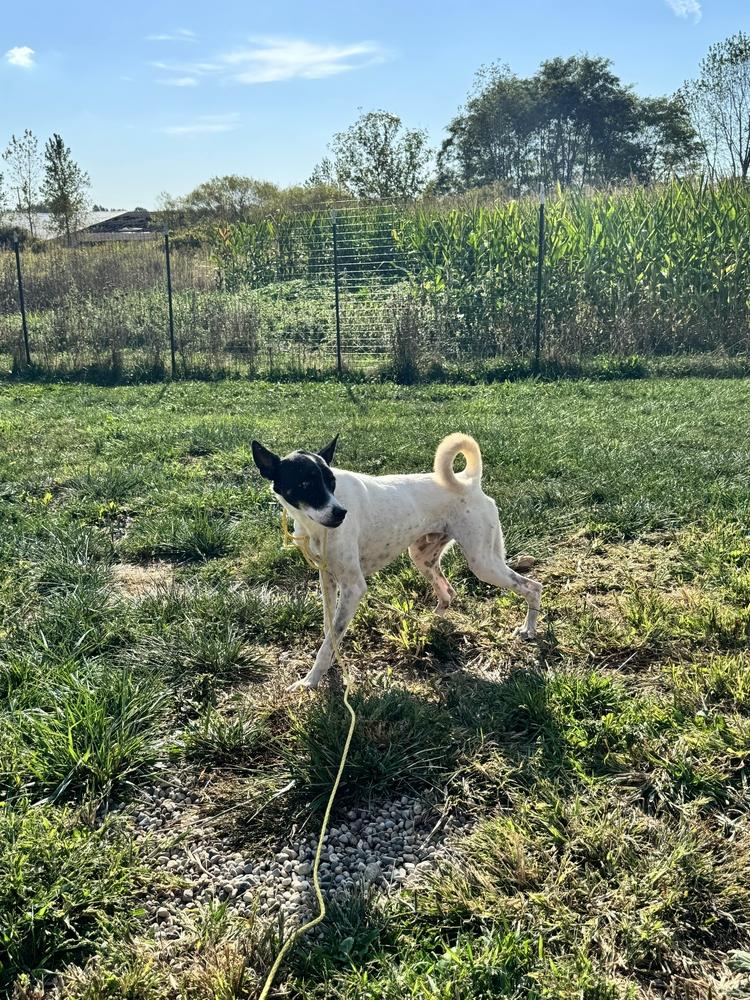 Enlarge Flacko, a Adoptable mixed breed in Grand Rapids, MI image 1/6
