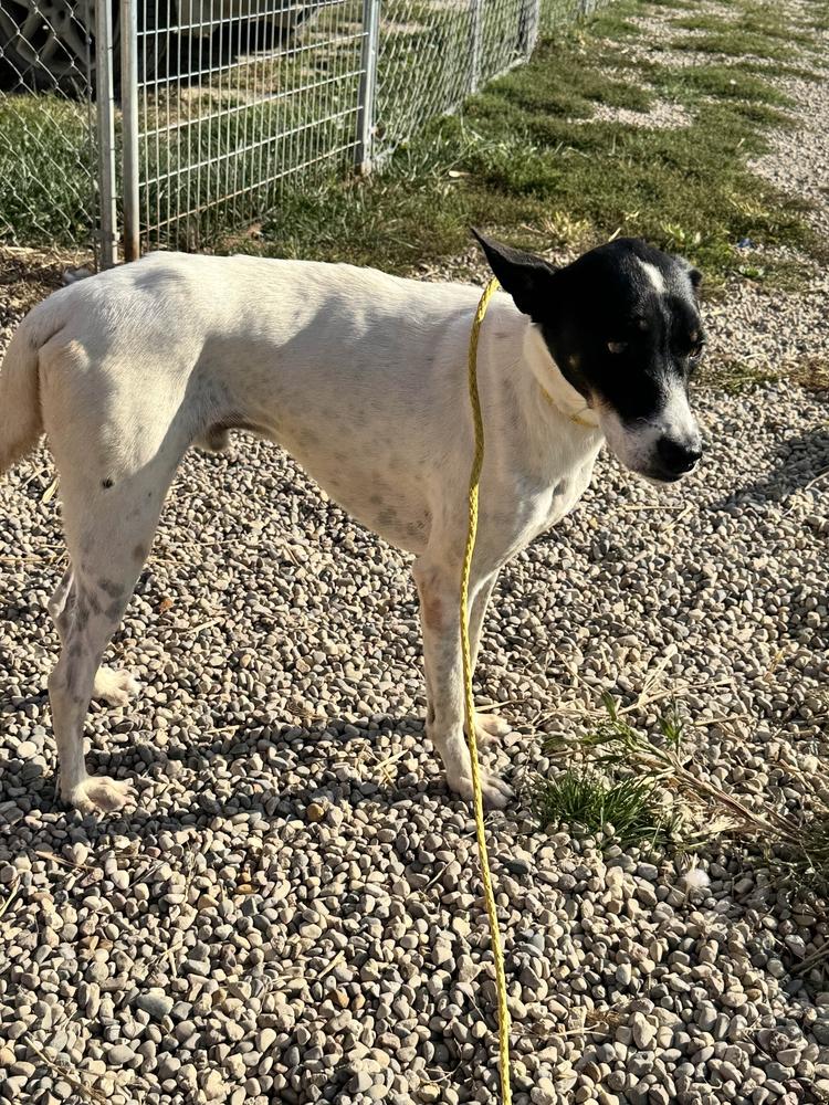 Enlarge Flacko, a Adoptable mixed breed in Grand Rapids, MI image 2/6