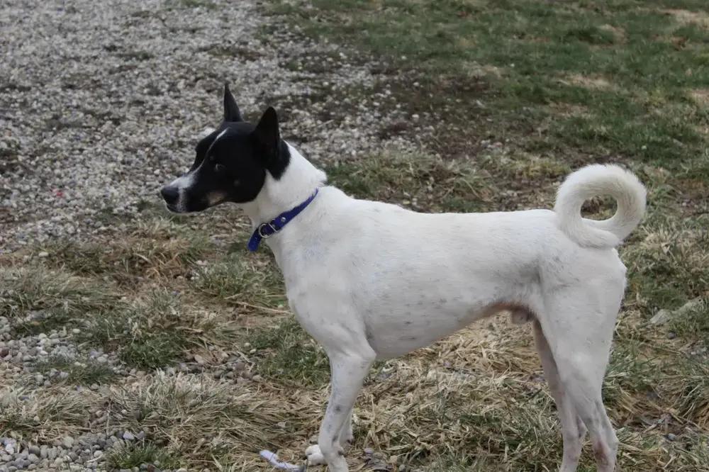 Enlarge Flacko, a Adoptable mixed breed in Grand Rapids, MI image 1/6