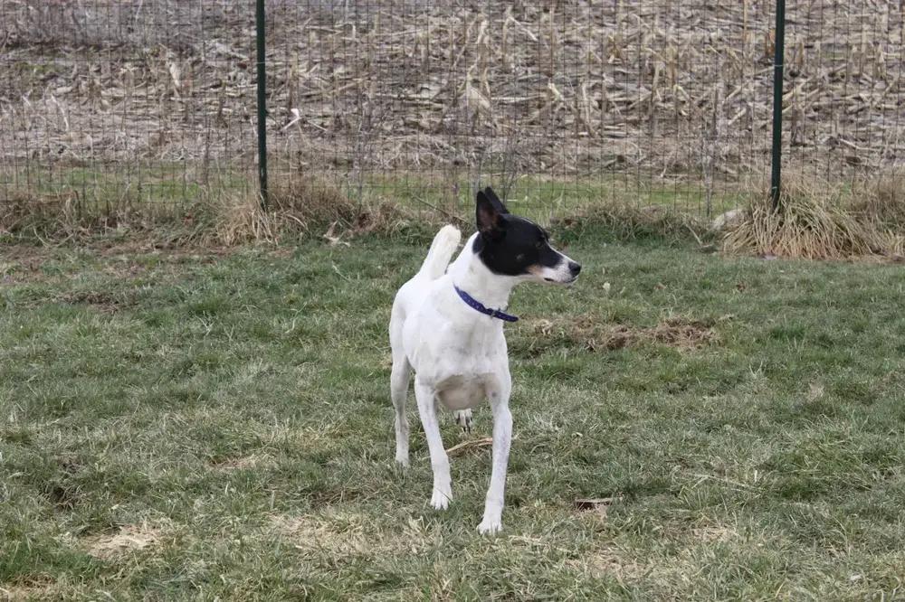 Enlarge Flacko, a Adoptable mixed breed in Grand Rapids, MI image 2/6