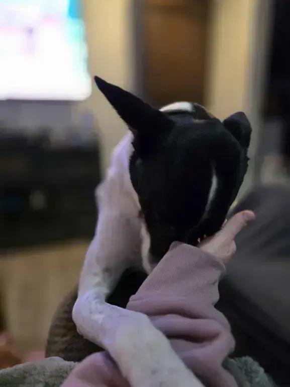 Flacko, a Adoptable mixed breed in Grand Rapids, MI image 3/6